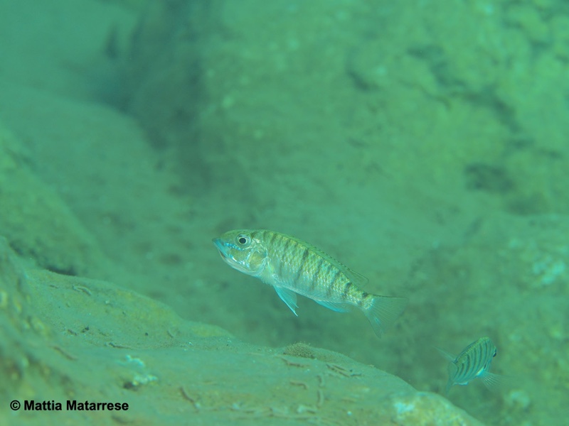 Jabarichromis pfefferi 'Nondwa Point'